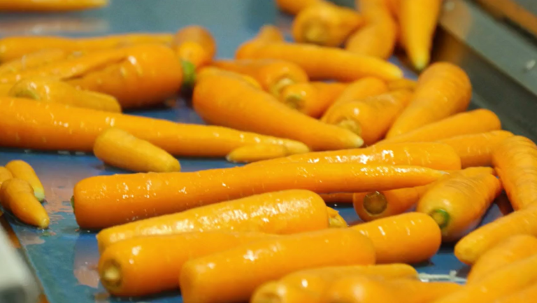 Carrot Cleaning Conveyor Line