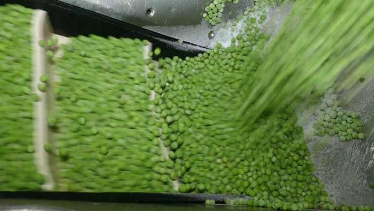 Frozen Green Bean Conveyor Line
