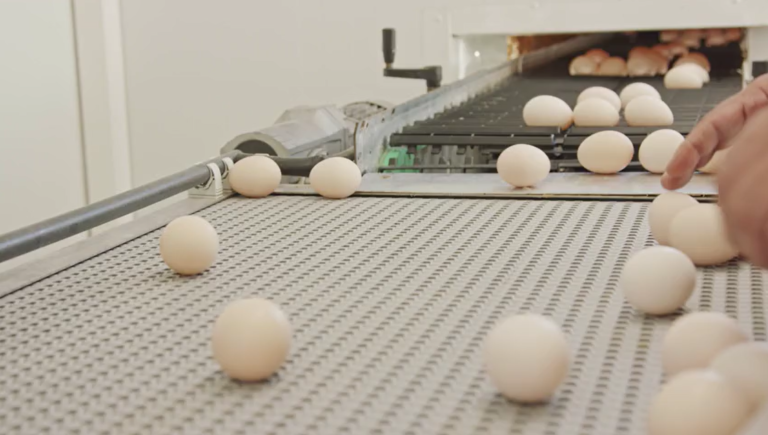 Eggs Conveyor Line