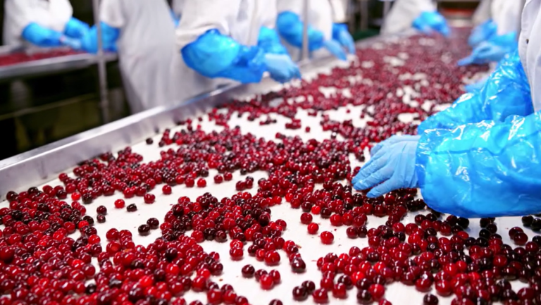 Cherry Sorting Conveyor System