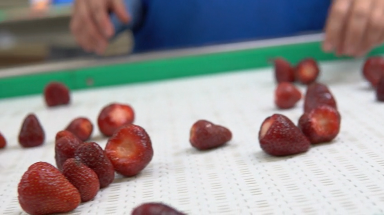 Strawberry Sorting Conveyor Line