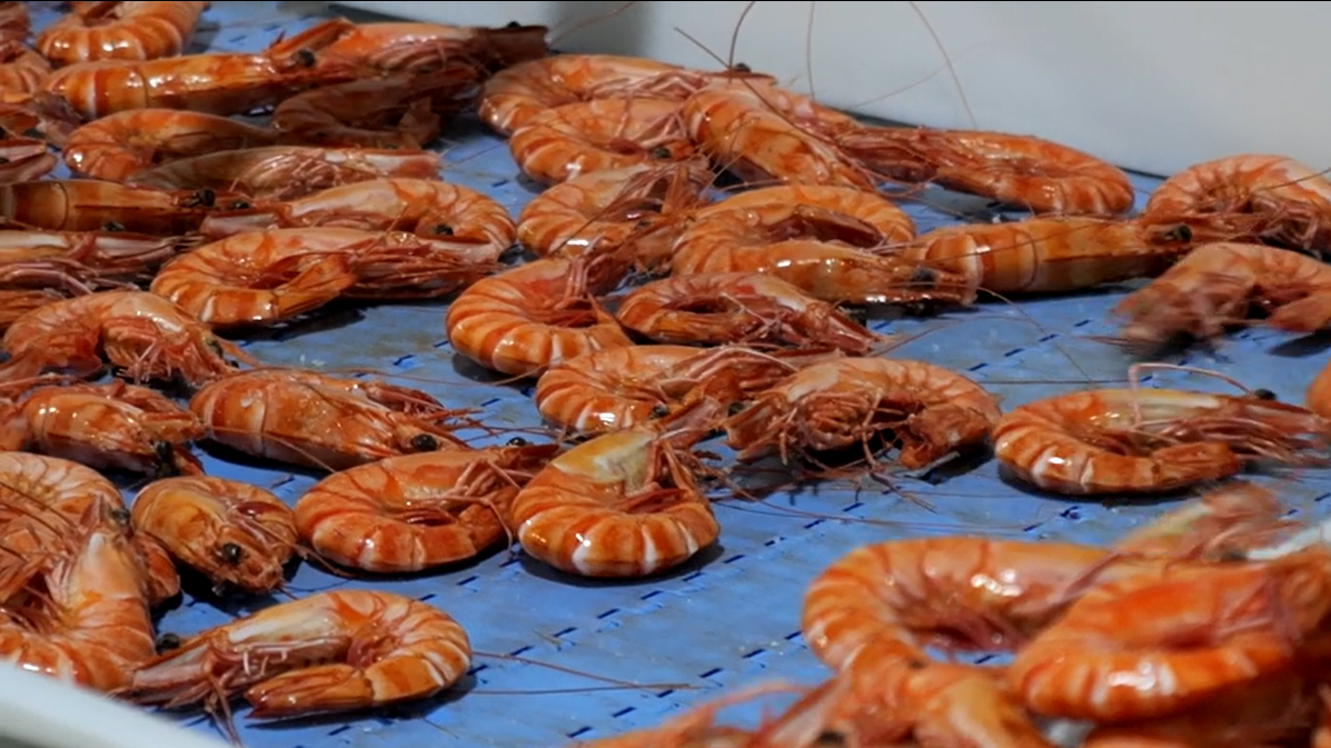 Plastic Modular Belt in Food Processing Application plastic modular belt food processing conveyor line