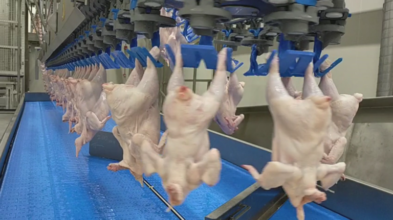 Chicken and Poultry Processing and Transportation Line