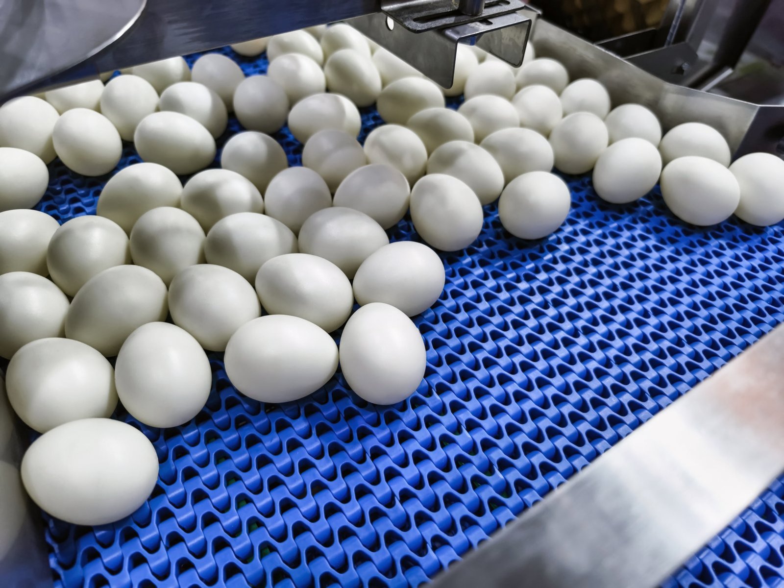 Modular Belt Product Type Selection conveyor belt selection by product type food beverage
