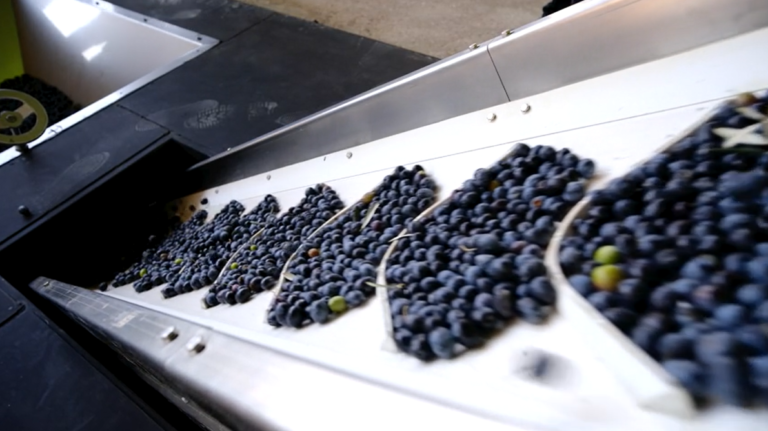 Freshly Harvested Blueberries Transported on a Conveyor Belt