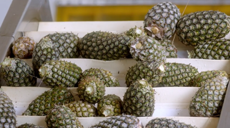 Freshly Picked Pineapples on Belt Conveyors